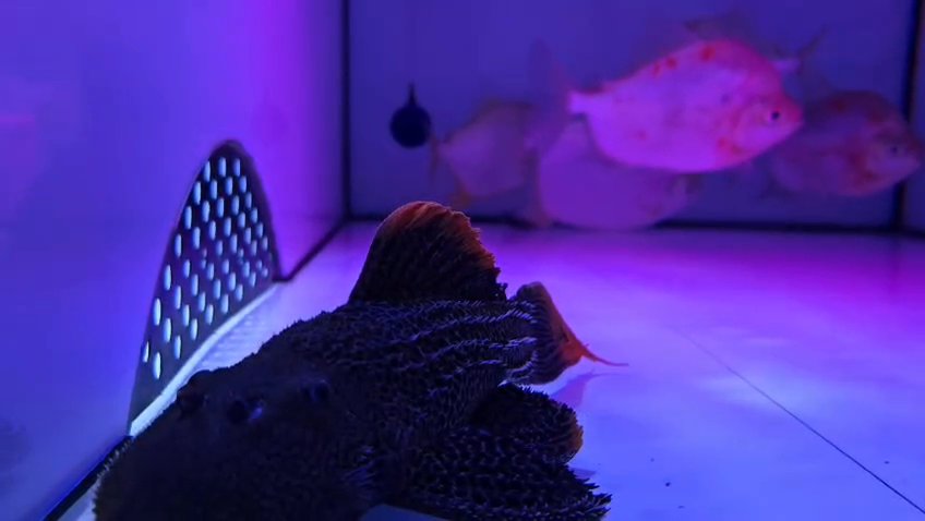 Leopard cactus pleco