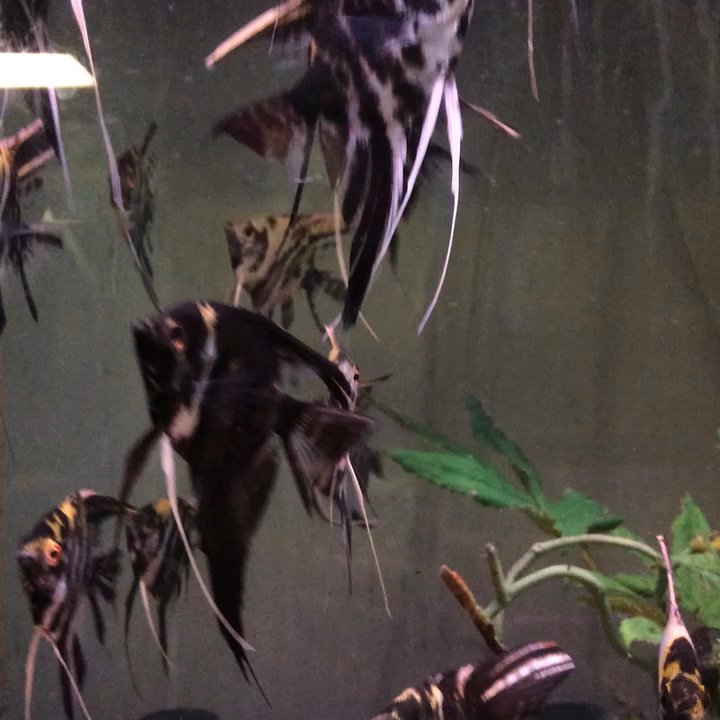 Ultimate Fish - Marble angels - Aquarium Services Near Me - Spring, Texas