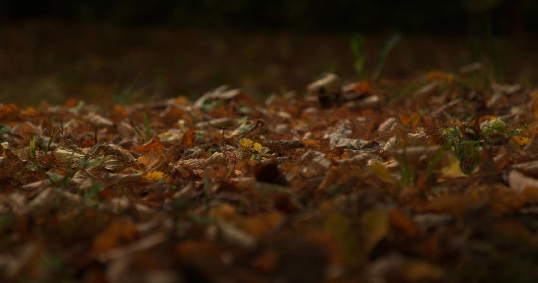 Autumn Leaves