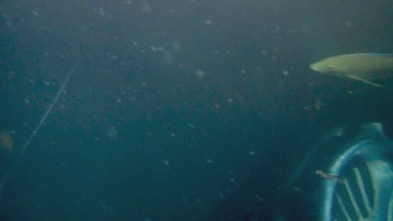 Captain Chad's Charters - Snorkeling Near Me