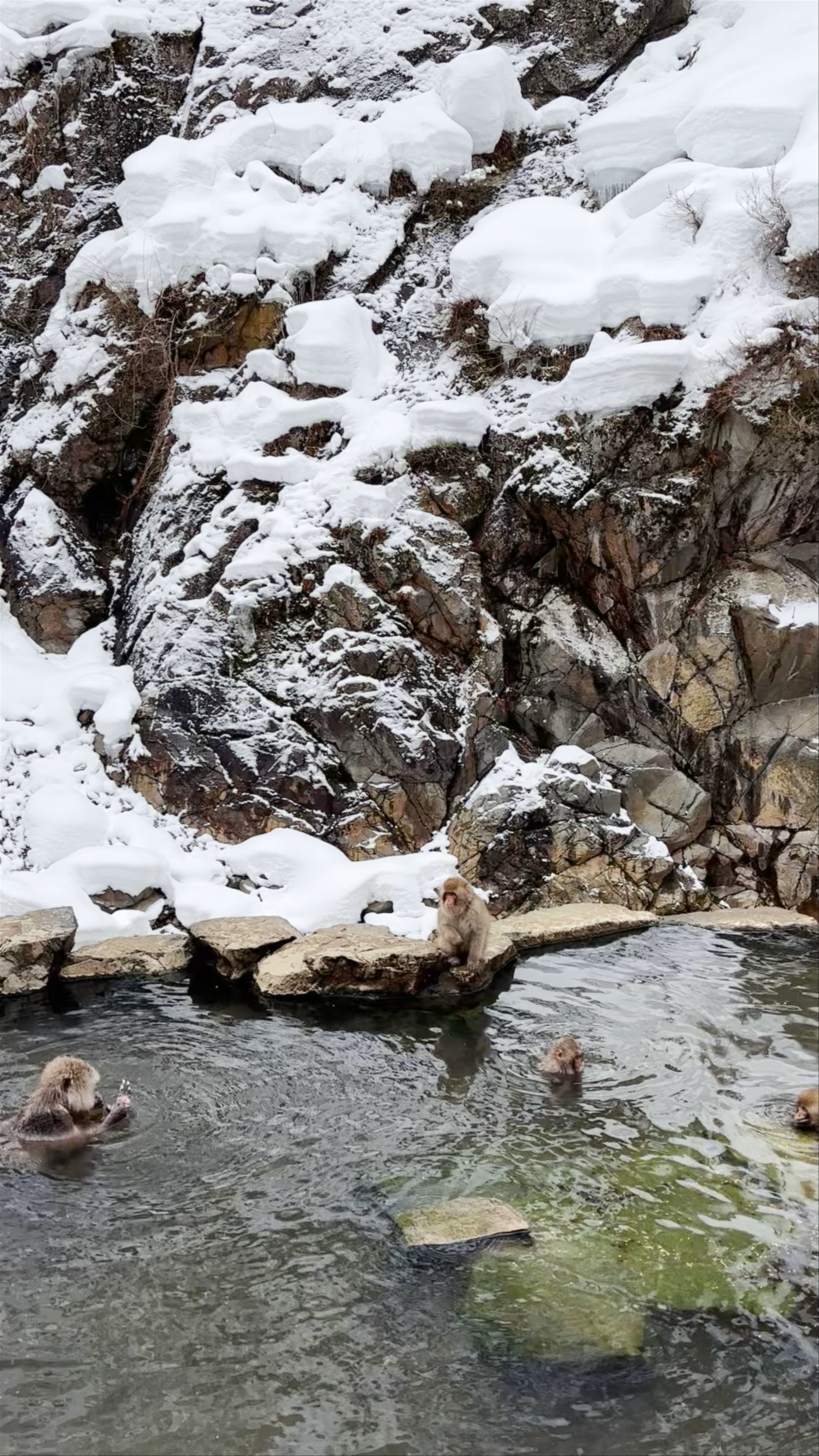 Snow Monkey Park(Jigokudani Yaen Koen)