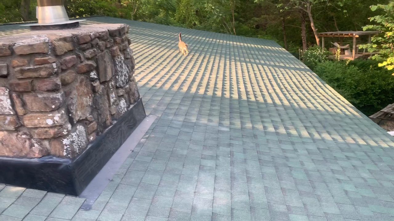 Perry Roofing - Inspector Captain Nero investigating the finished work - Roofing Near Me - Fayetteville, Arkansas