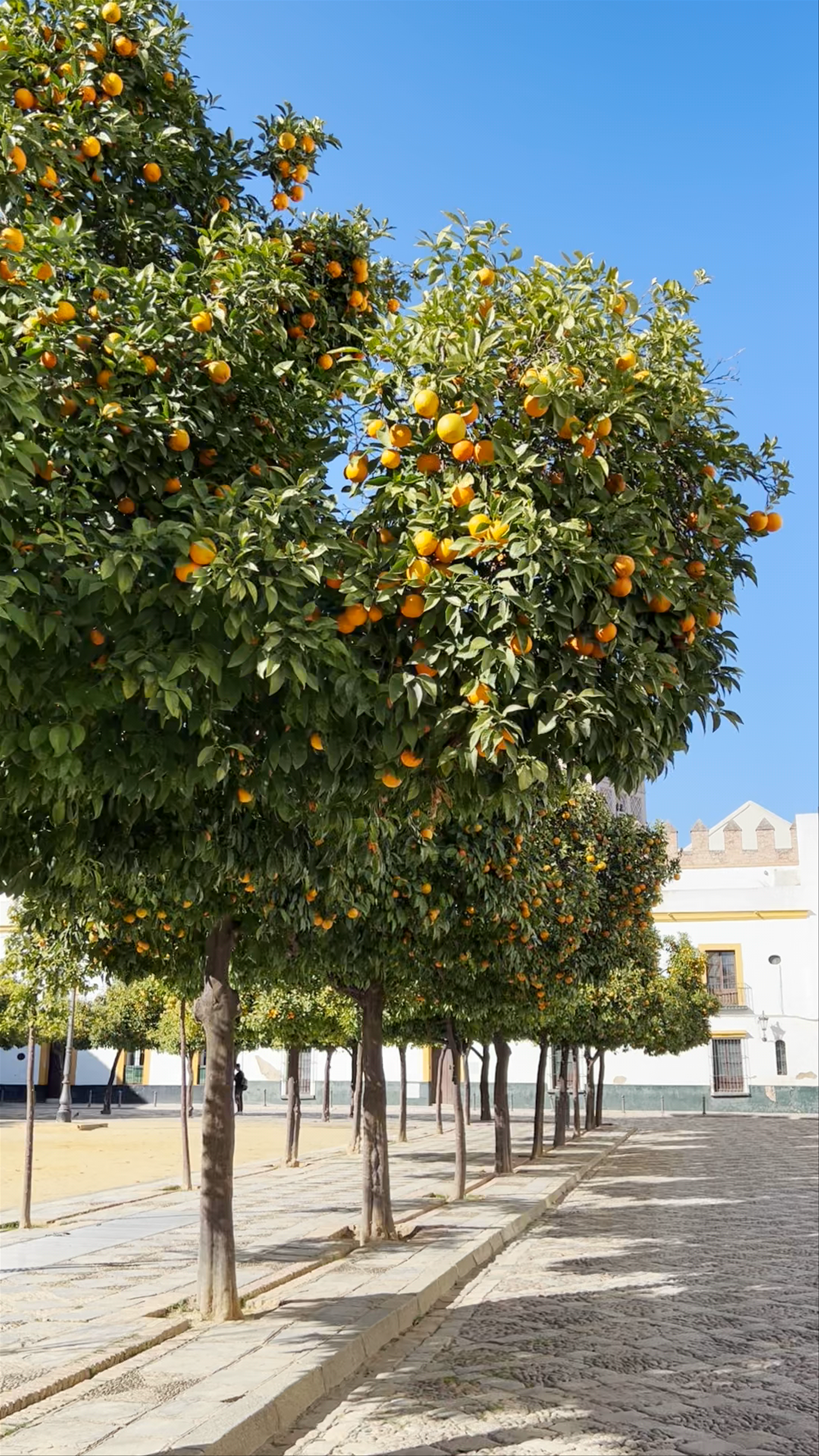 La Giralda Tower: Iconic View Amidst Seville's Orange Trees