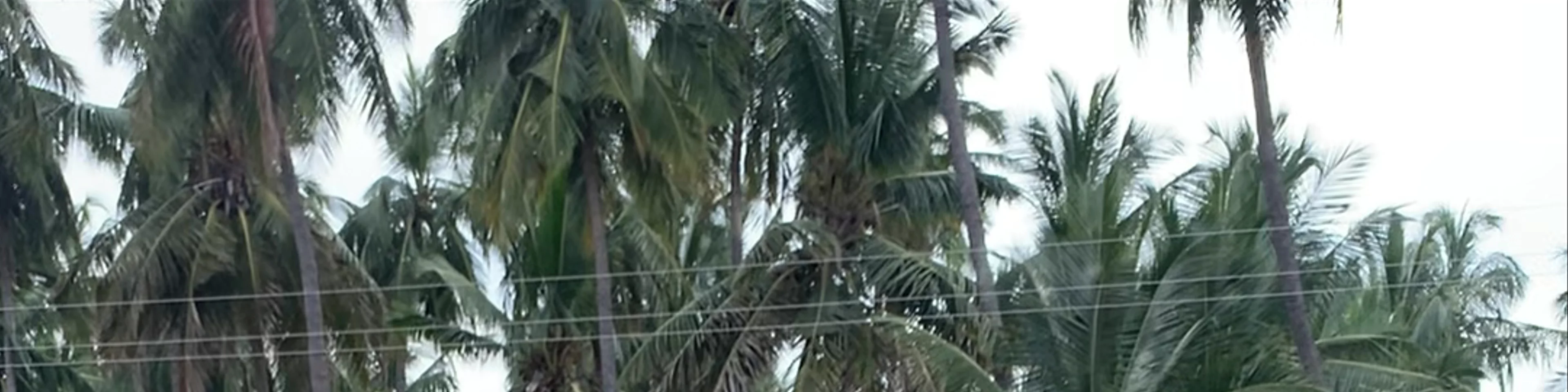 Bhojana Shaale