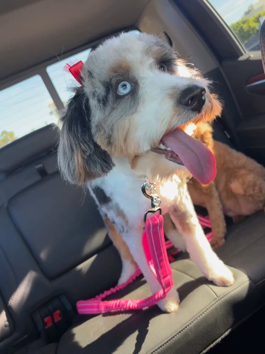 Ooh Puppy - Ready to let the wind in their hairs - Pet Groomers Near Me - La Mirada, California