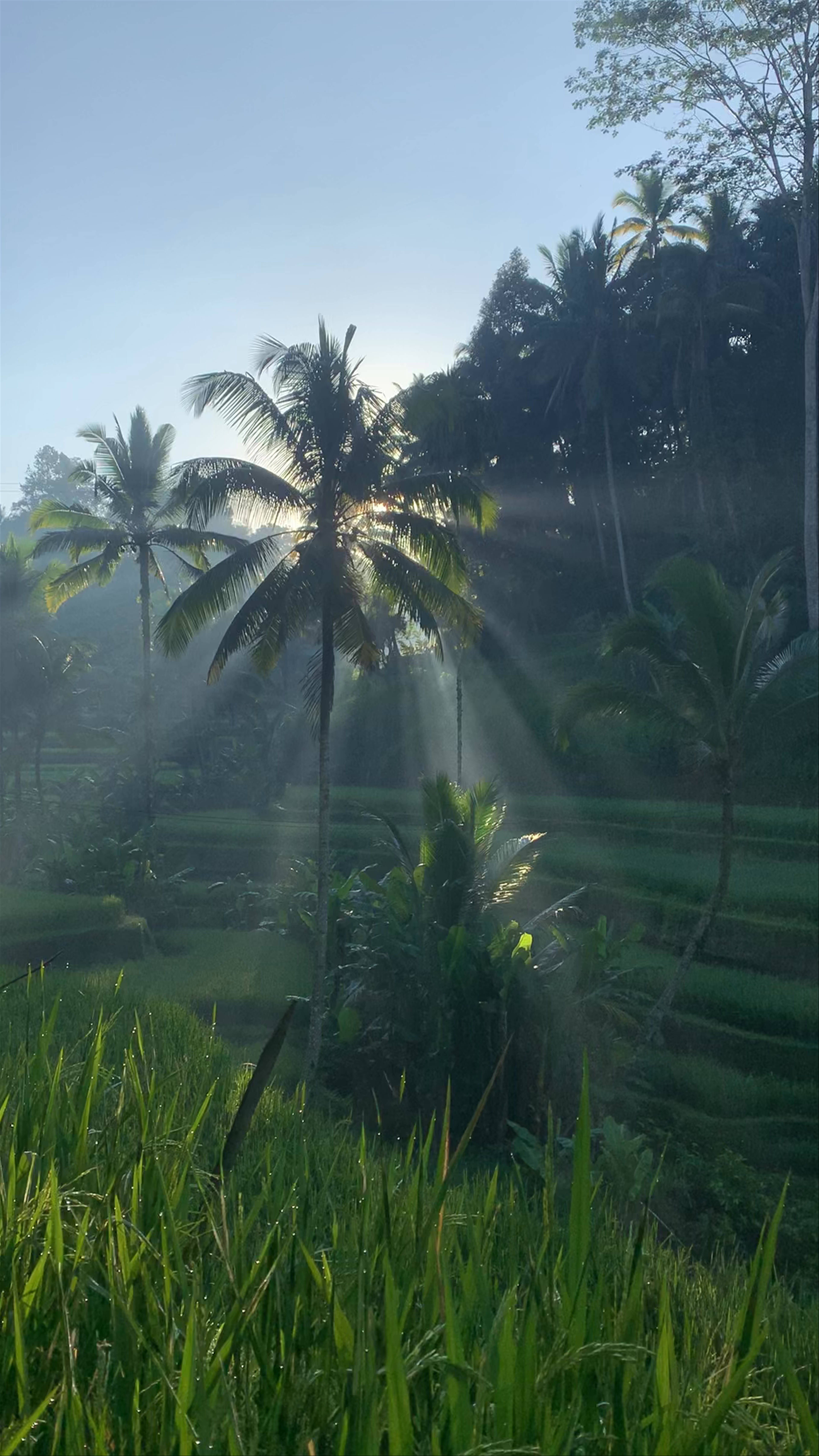 Morning Light over Tegallalang Rice Terraces, Bali