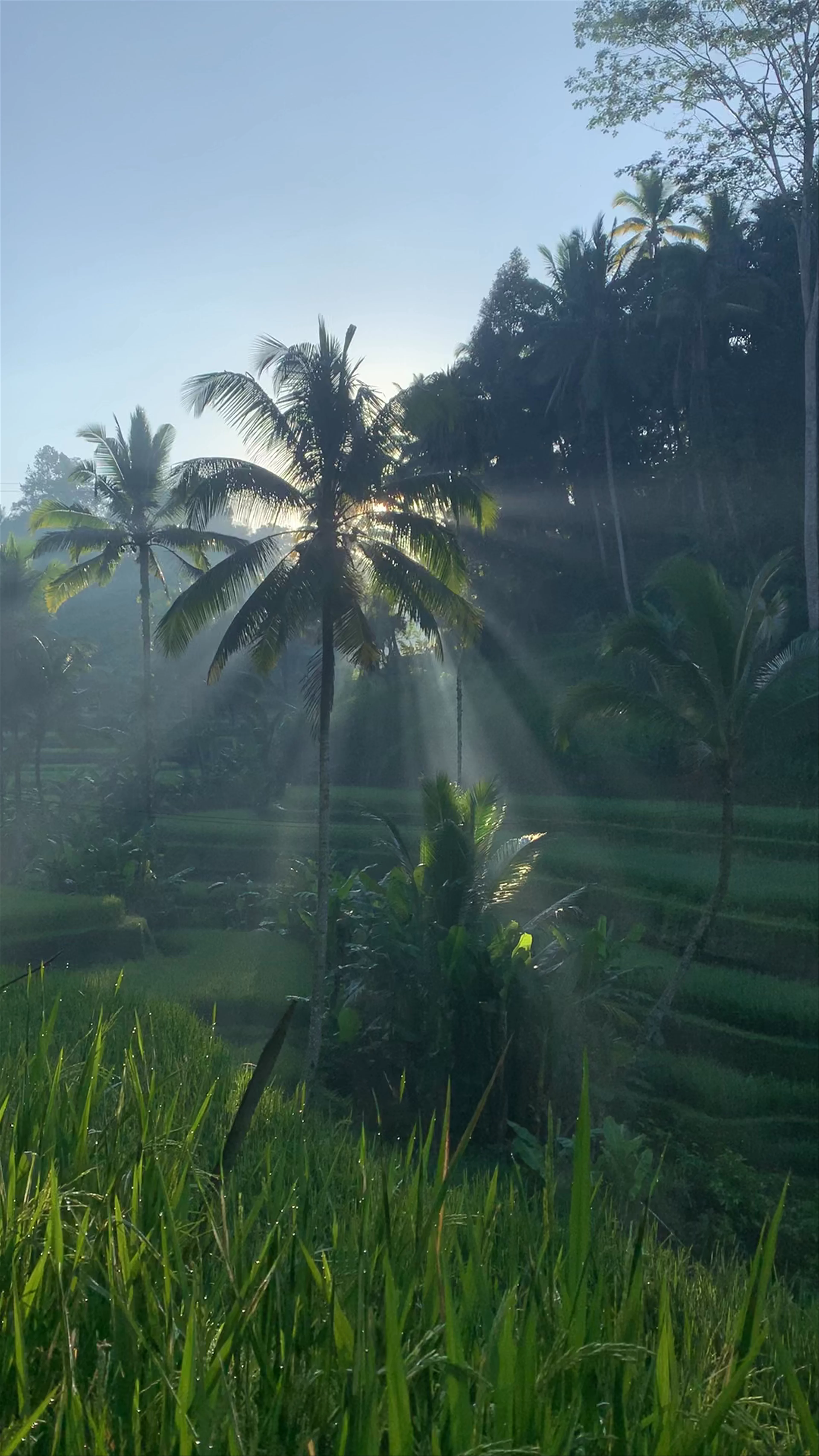 Tegallalang Rice Terrace