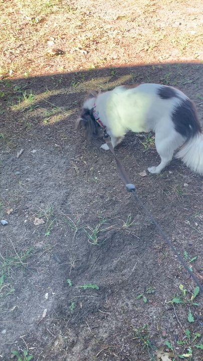 The Elegant Pooch - Alice in her new pup cut being cute playing in the dirt. - Pet Groomers Near Me - Lansing, Michigan