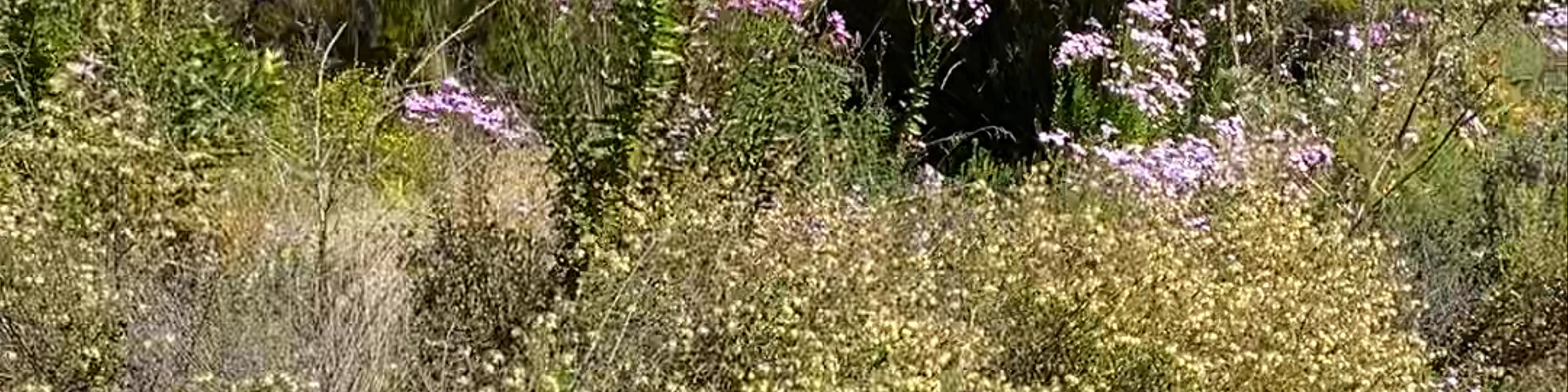 San Francisco Botanical Garden
