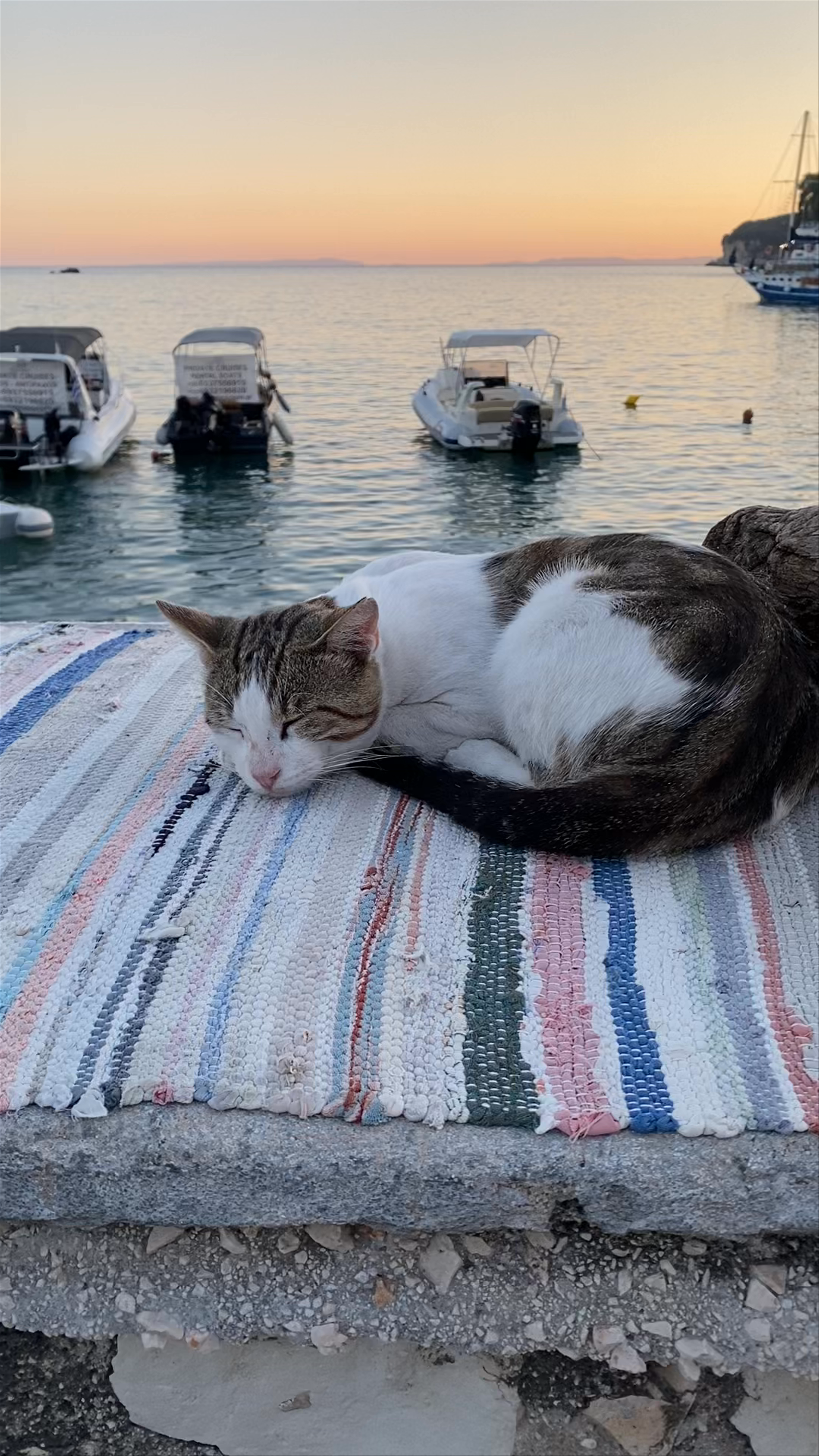 Sunset Serenity at Parga Harbor with a Peaceful Cat