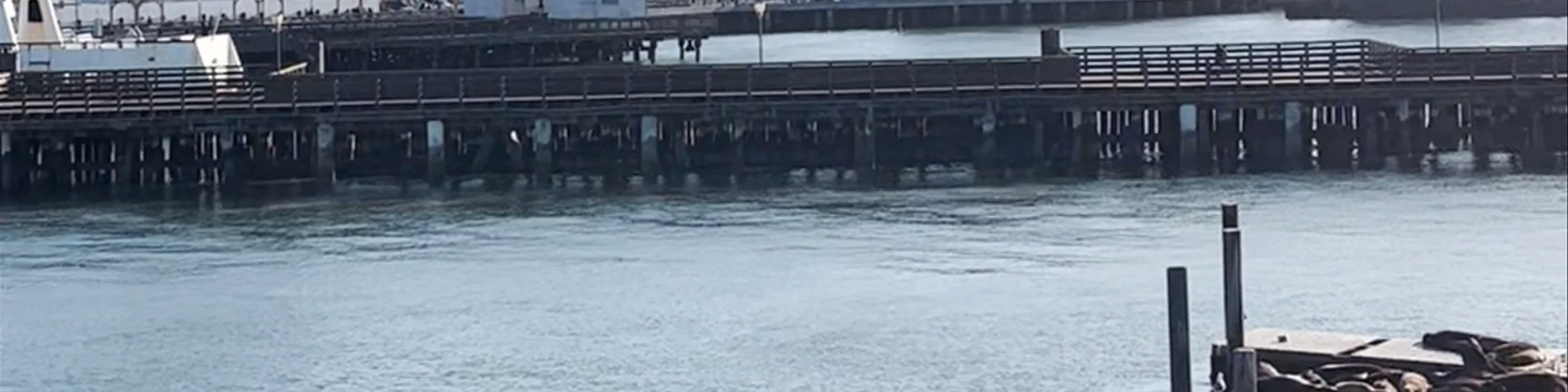 Sea Lion Viewing Area