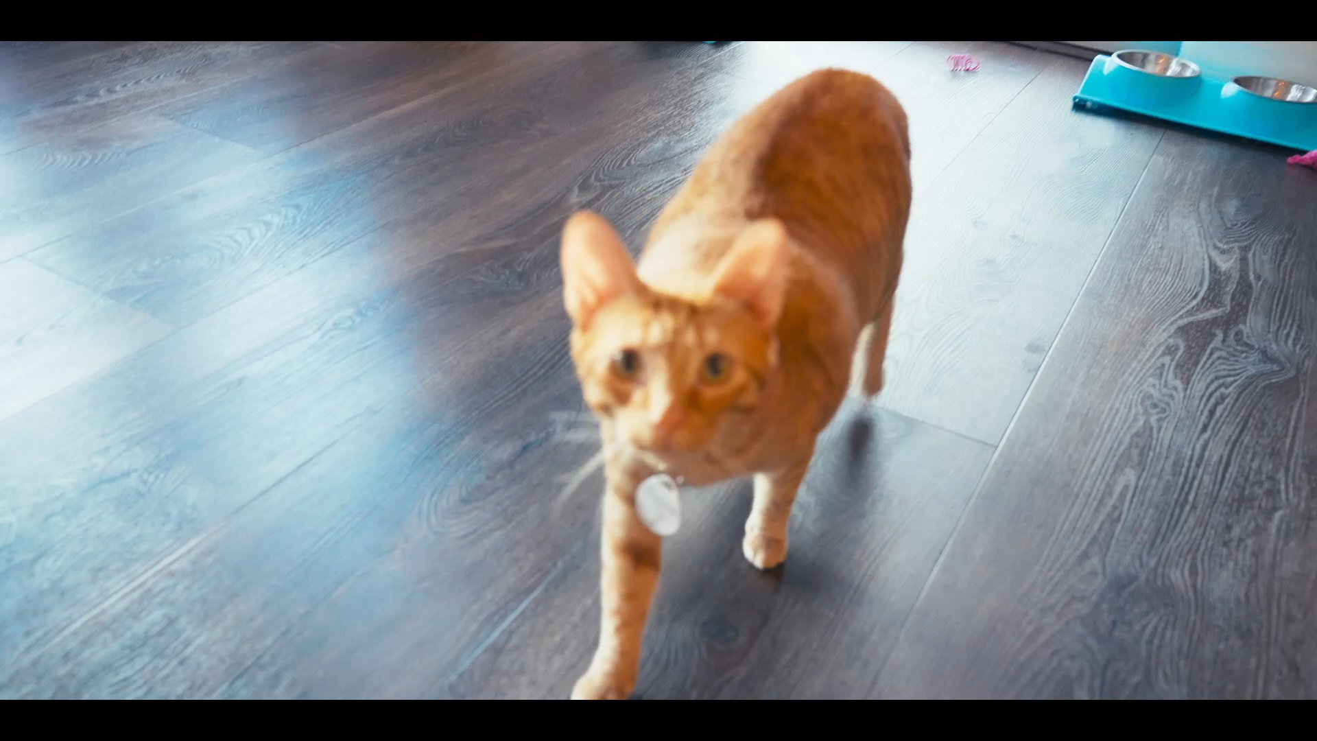 Various cats move freely and interact with staff in a vibrant, well-equipped sanctuary. The scene captures the playful nature of the animals as they engage with people in their living environment.