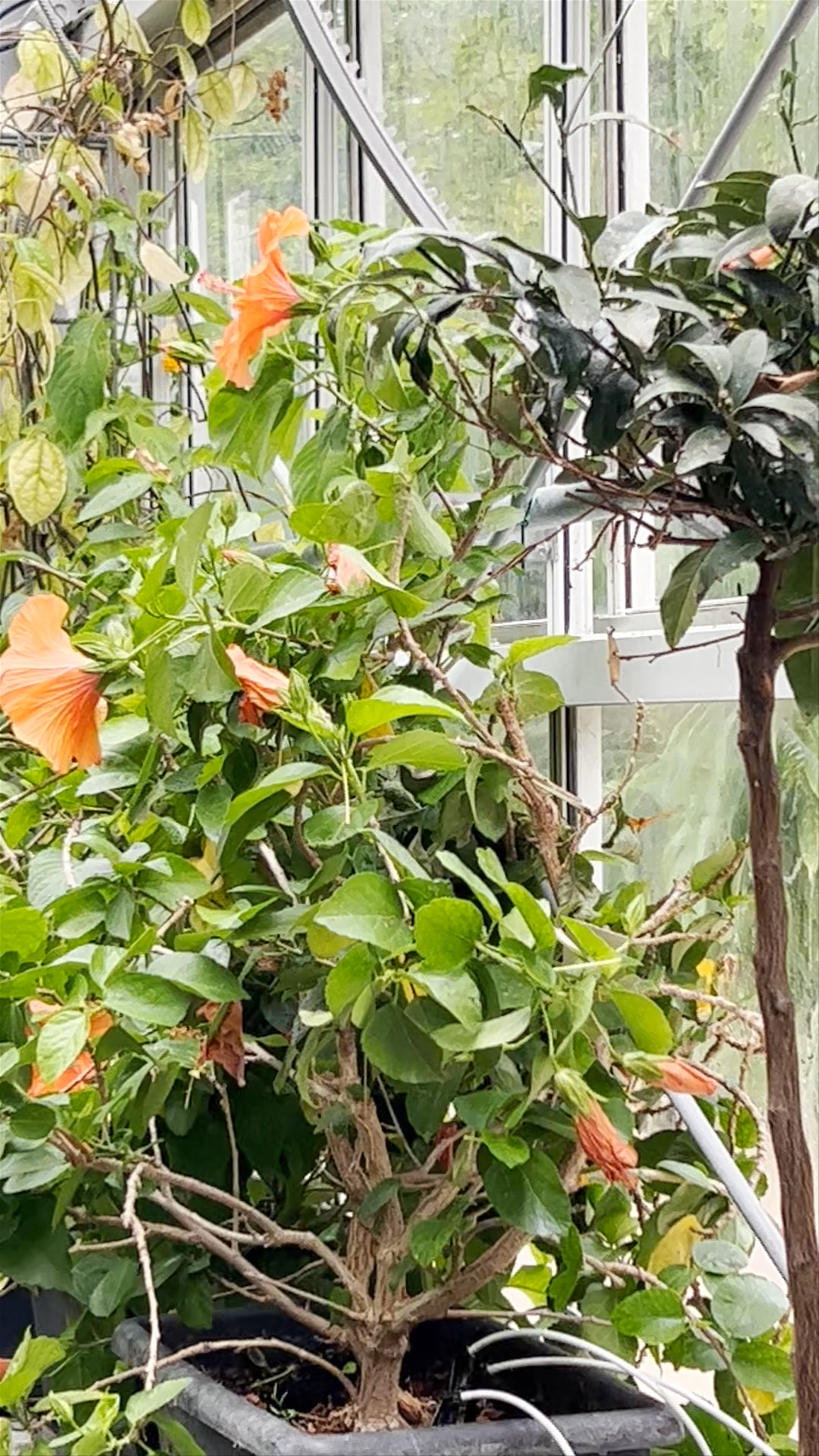 Malahide Butterfly House