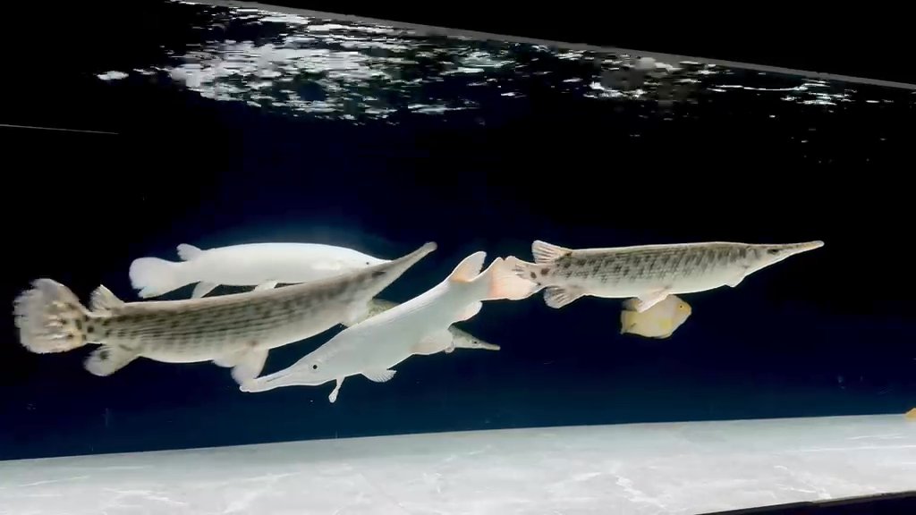 Florida Gar