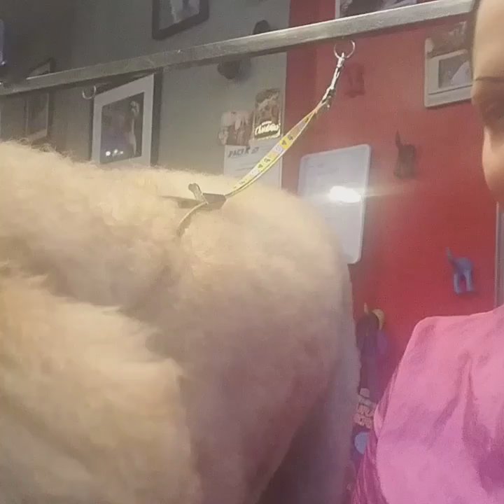 Praise the Paw - Pet Groomers Near Me - Denver, Colorado