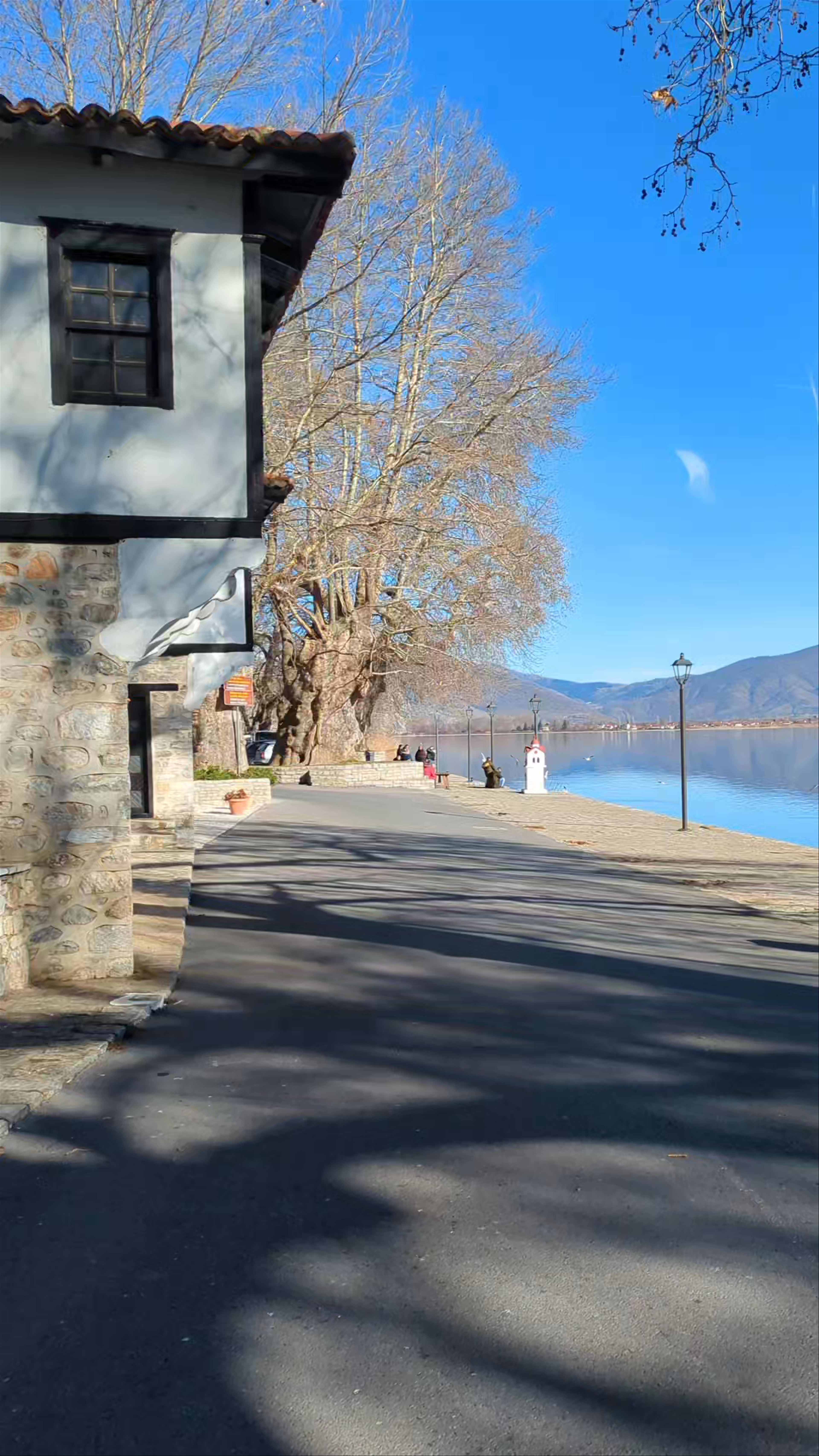 Ancient Platano Tree by Kastoria Lake: Tranquil Greek Heritage