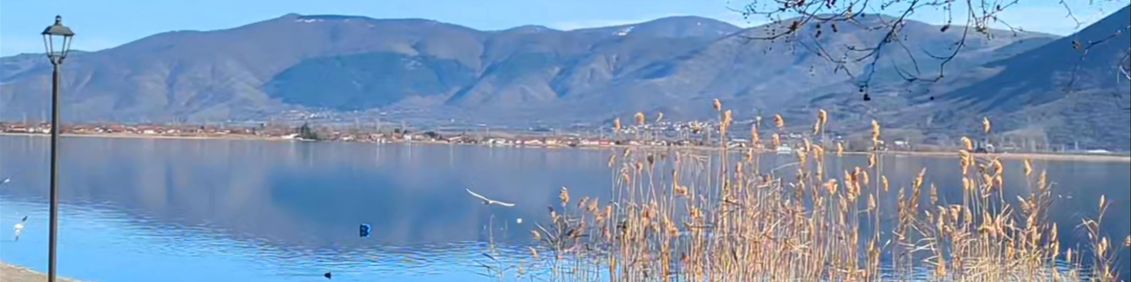 Πλάτανος (ηλικίας άνω των 900 ετών)