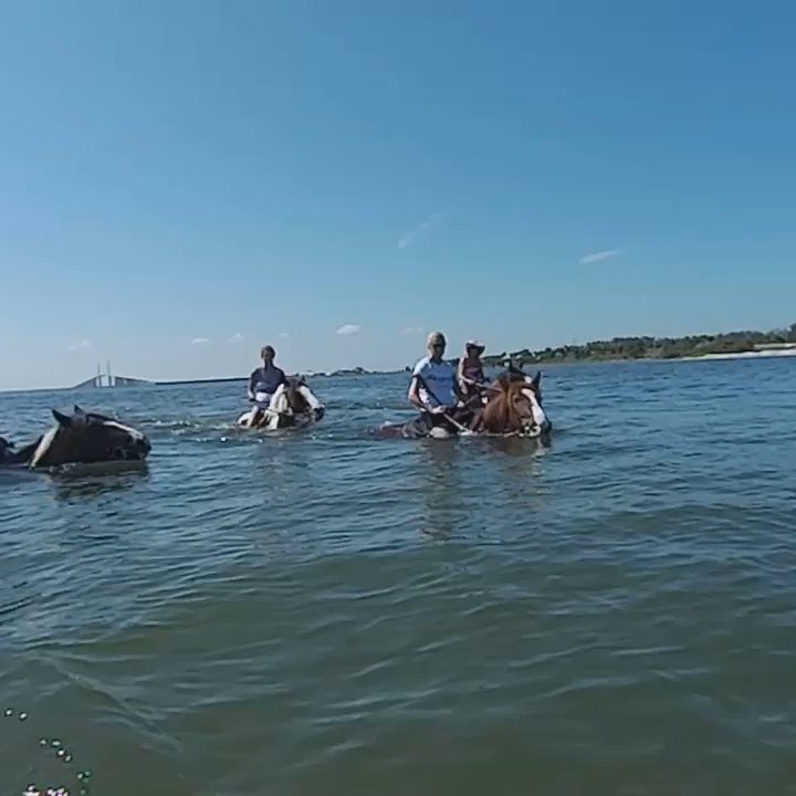 CPonies - Swimming horseback! - Horseback Riding Near Me - Bradenton, Florida