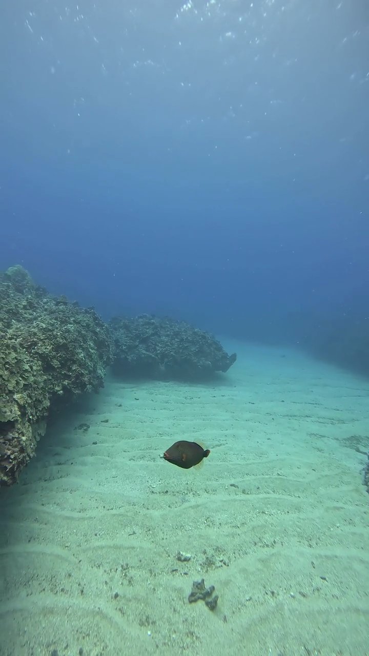 take me here right now
📍 Great Barrier Reef
🎥 JUN HO LEE · Pexels
#travel #wanderlust #nature #adventure #vacation