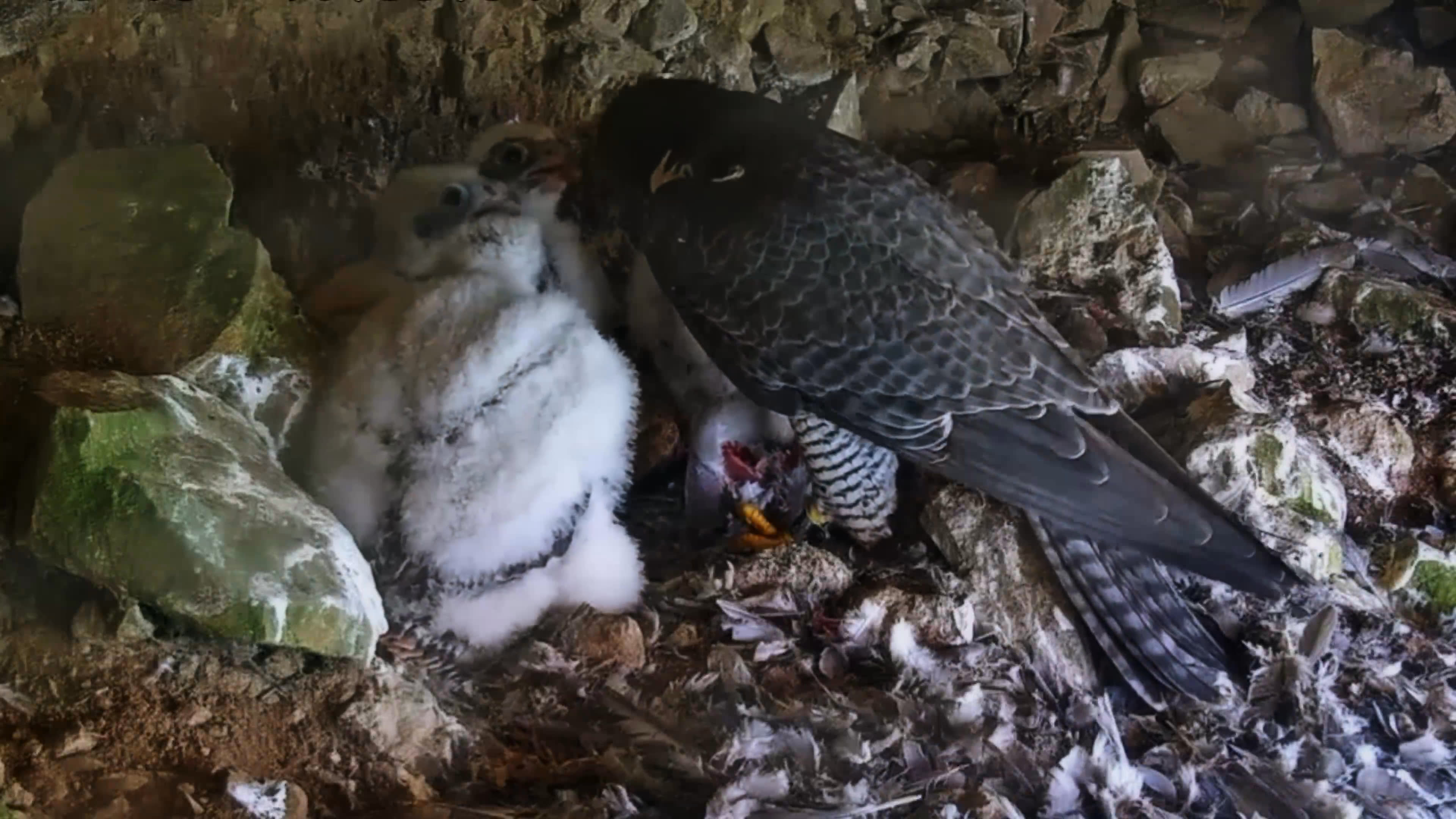 An adult peregrine falcon feeds its downy chicks on a rocky ledge above the water as another falcon flies nearby and a young bird perches below the nest. The scene reflects the conservation effort that helped falcons recover after DDT brought them close to extinction.