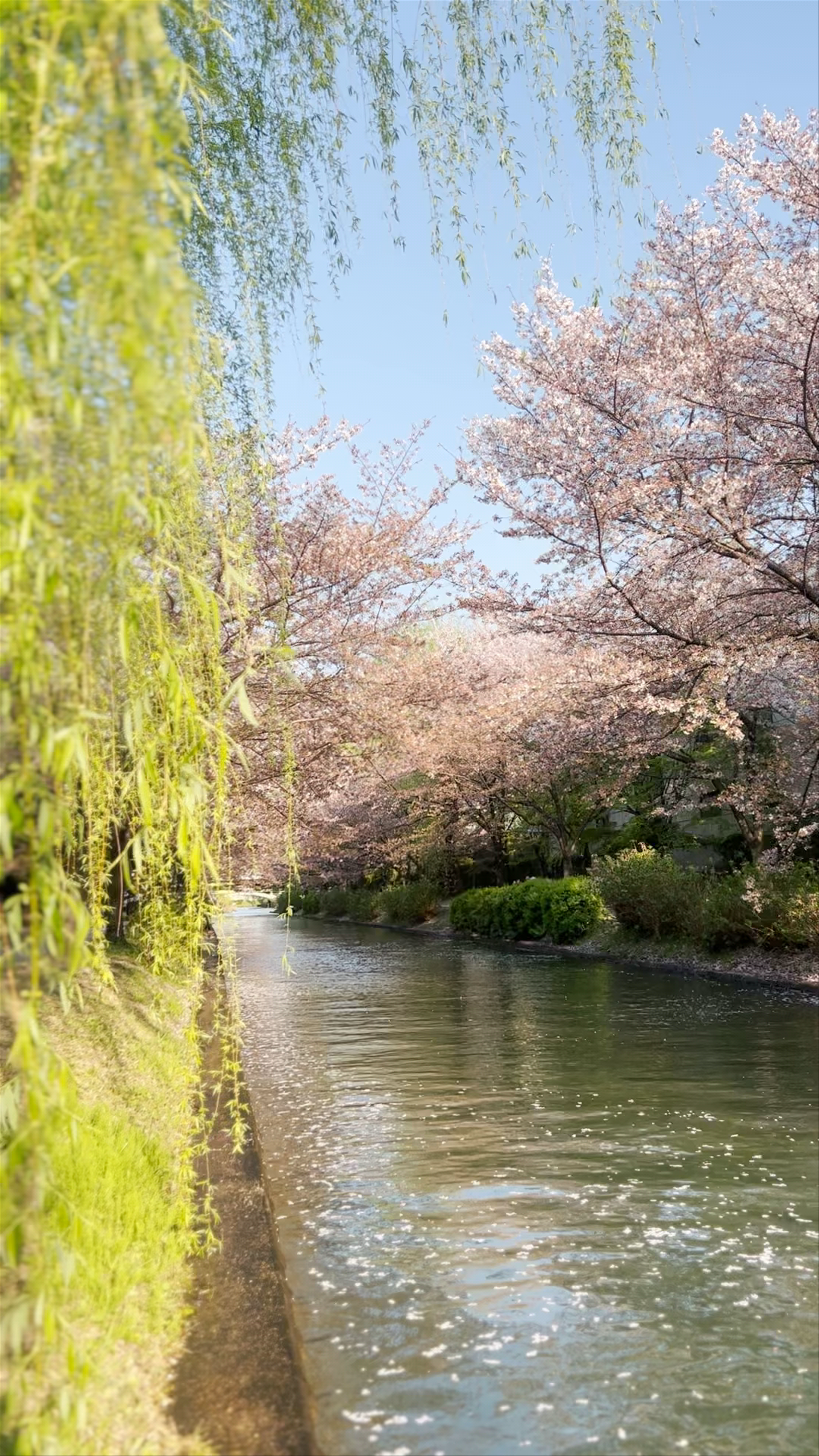 Fushimi Minato Park: Serene Cherry Blossom Walk in Kyoto