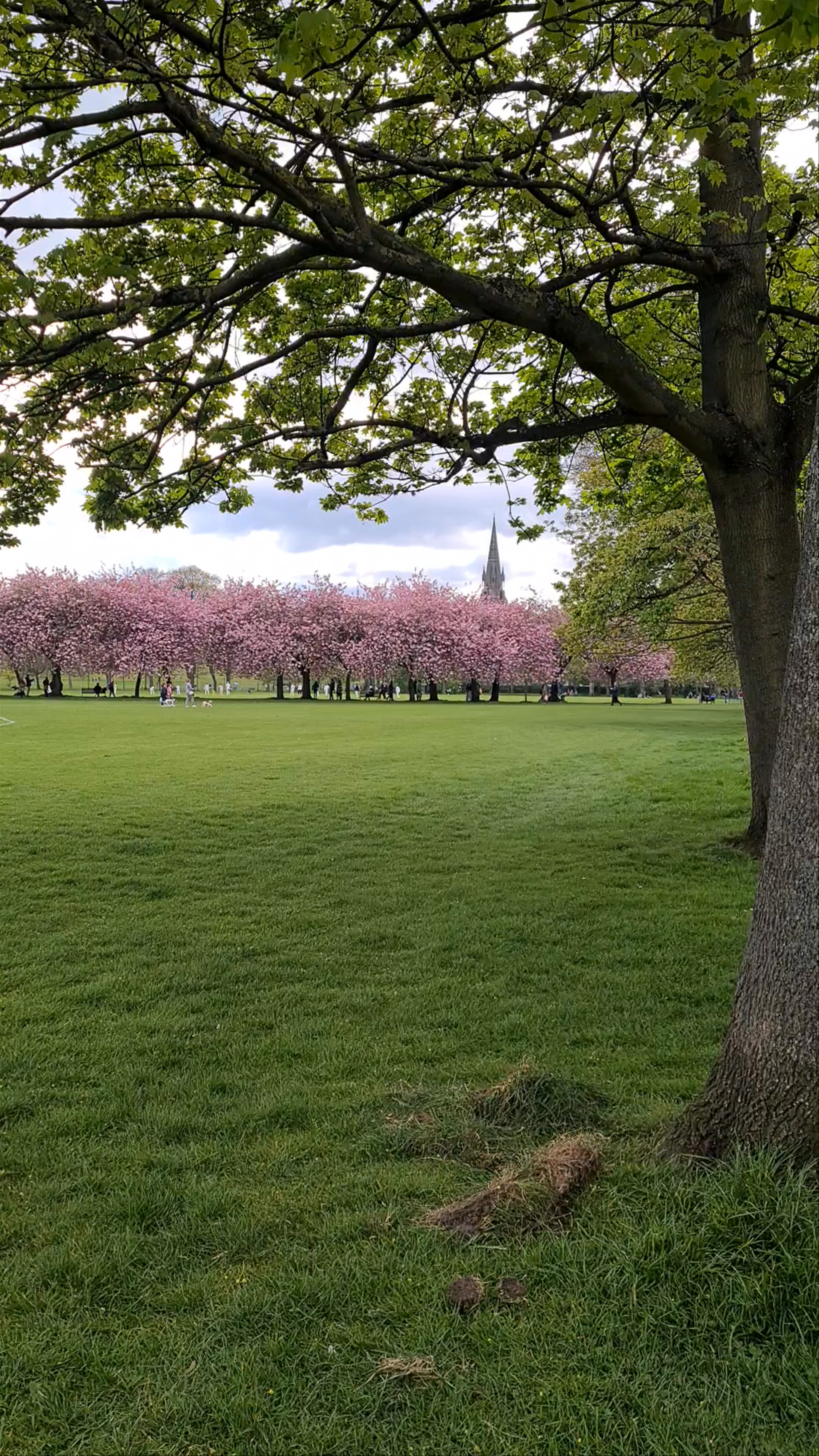 Springtime Blooms at The Meadows, Edinburgh
