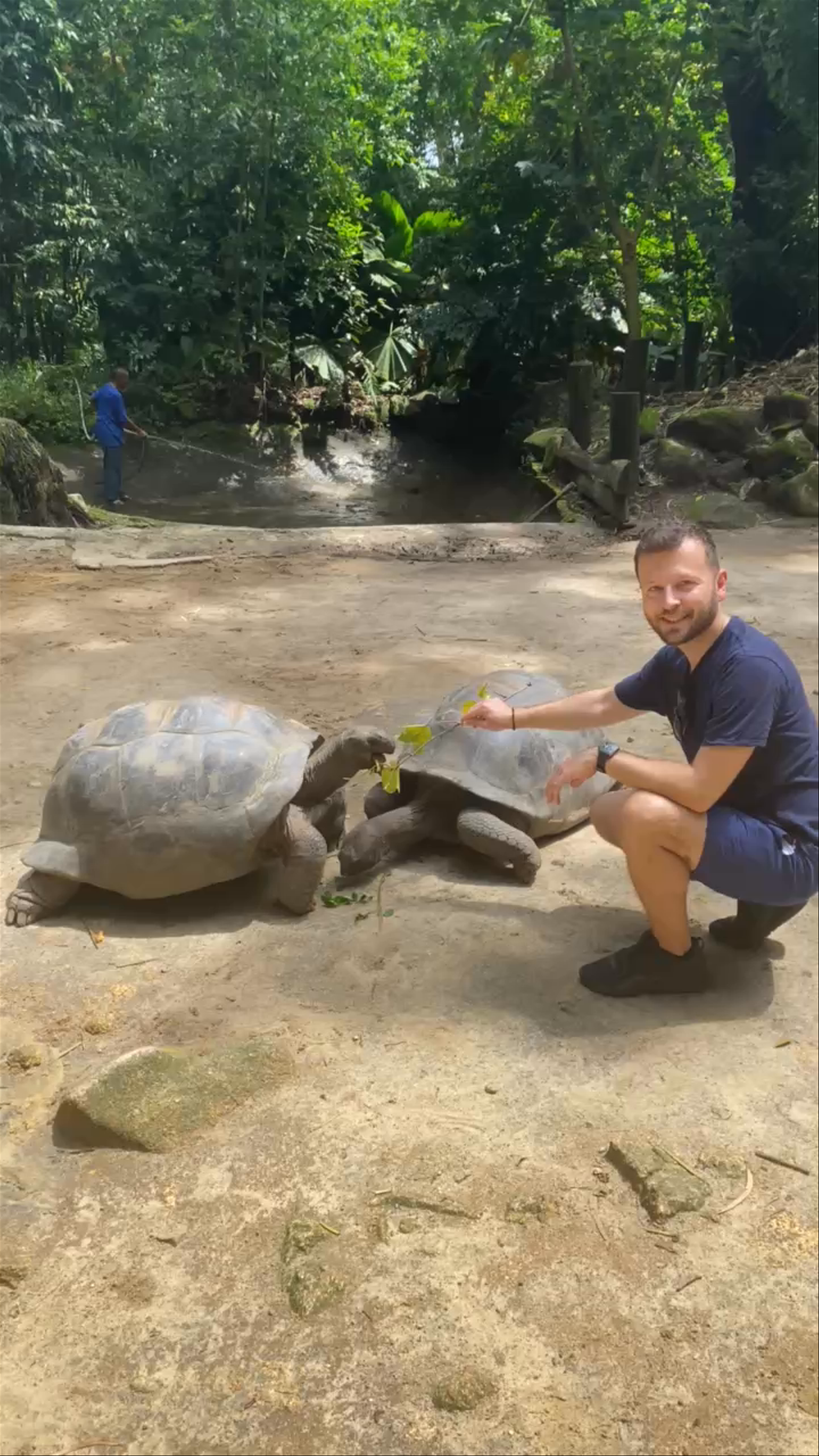 THE GIANT TORTOISES OF THE SEYCHELLES