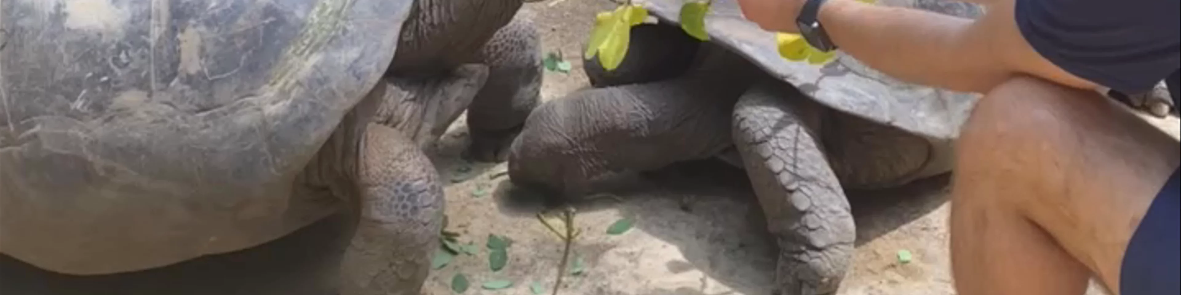 THE GIANT TORTOISES OF THE SEYCHELLES