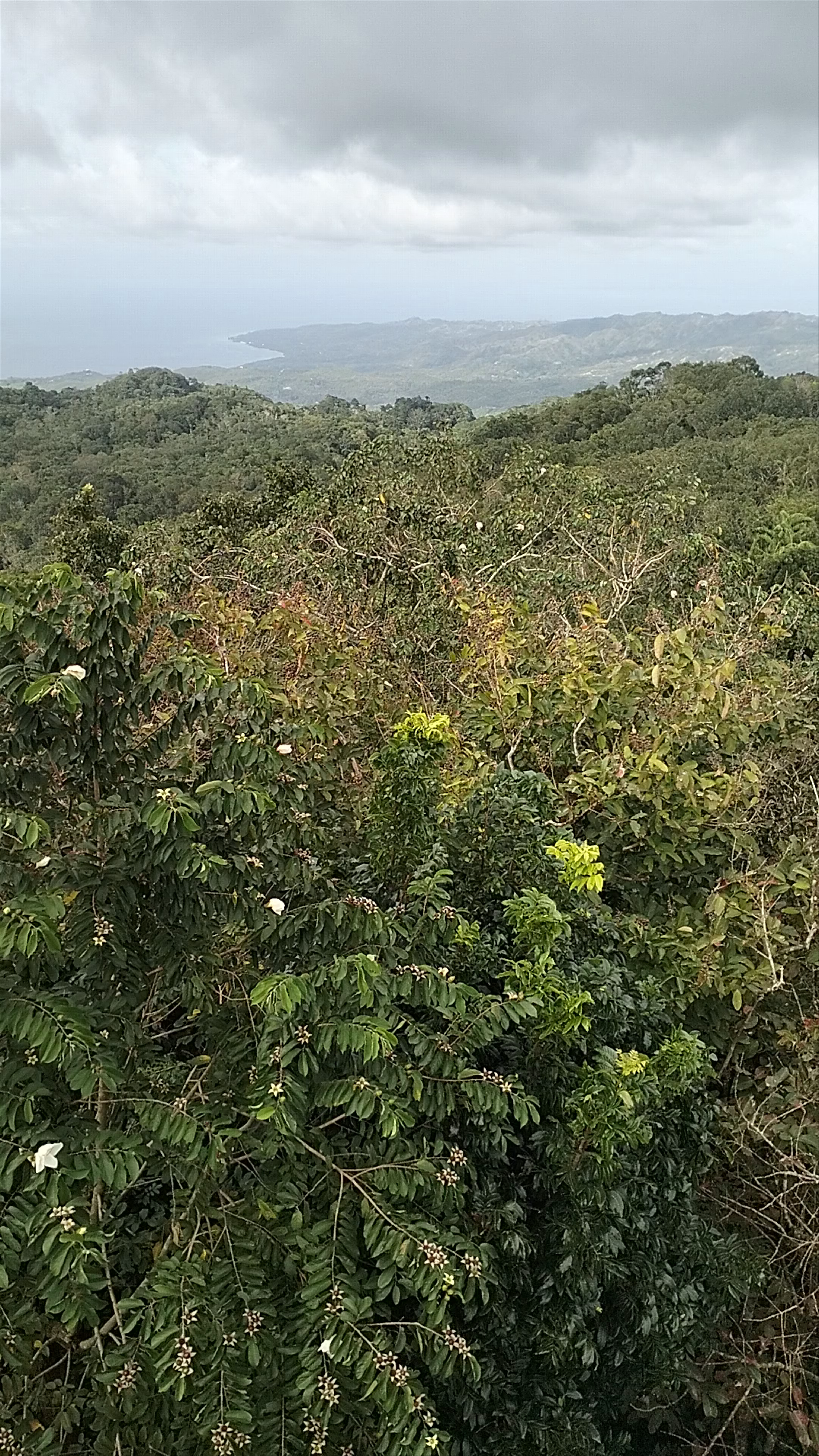 Mt. Bandilaan National Park
