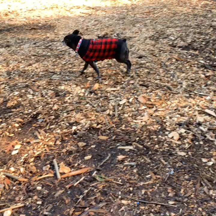 Sharon Dog Park - Brownie loved his first time at the dog park - Dog Parks Near Me - Sharon, Massachusetts