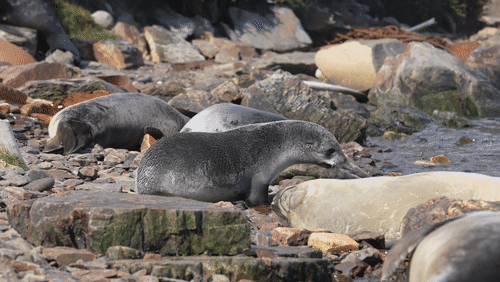 Antarctic fur seals animated gif