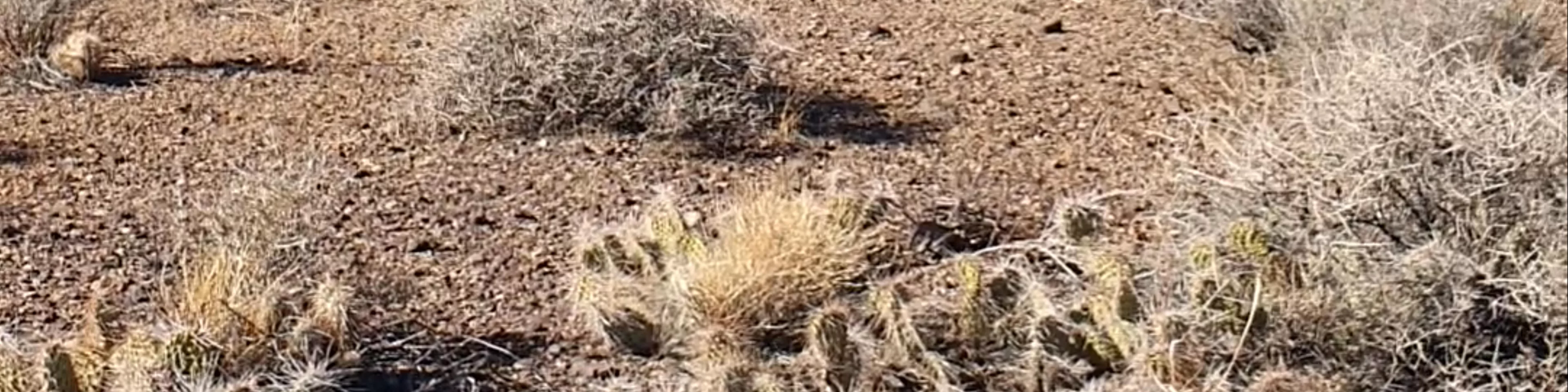 Tonto Trail