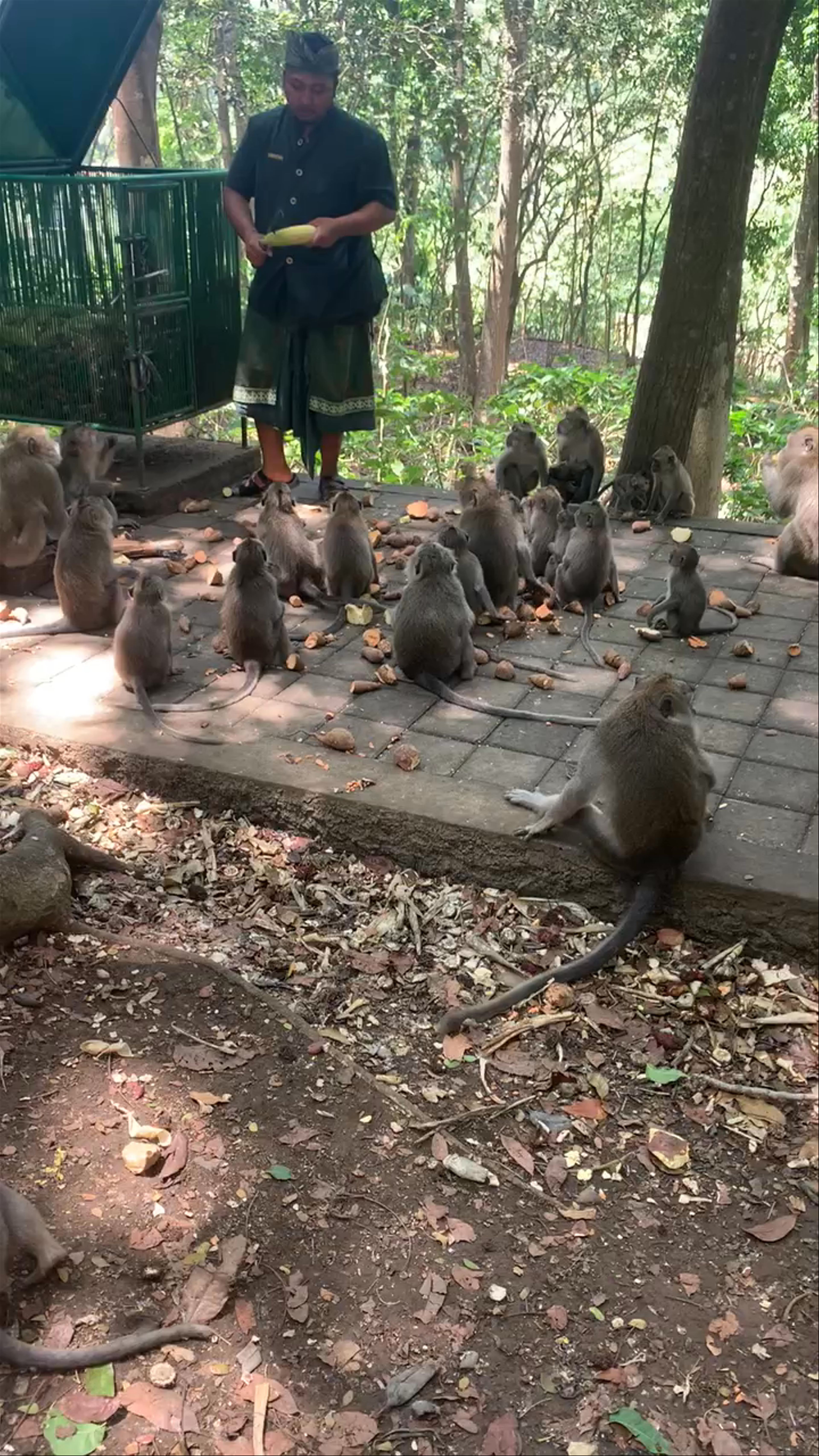 Monkey forest entrance