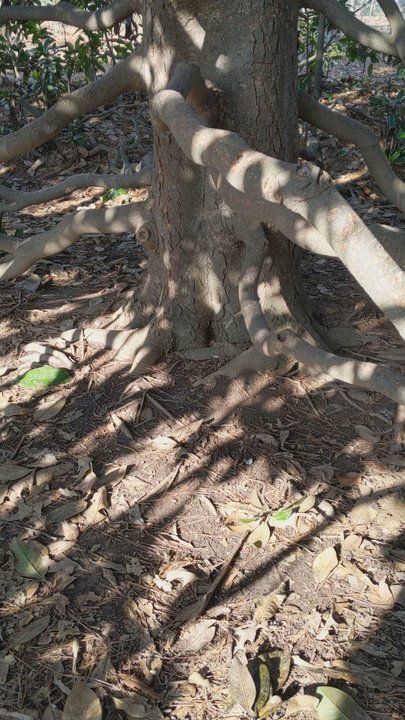 Henderson Park - The epic Southern Magnolia tree - Parks Near Me - Tucker, Georgia