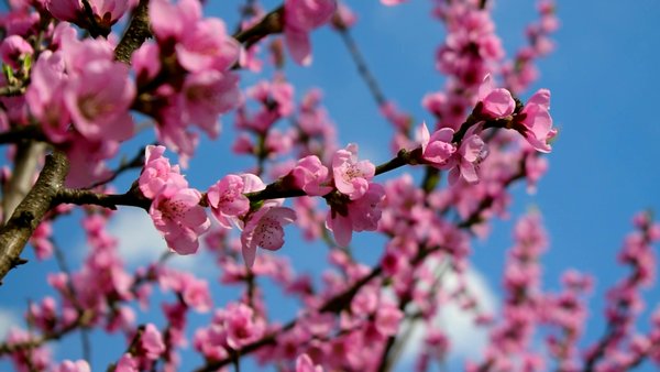 Photo of Apple blossom in Sar