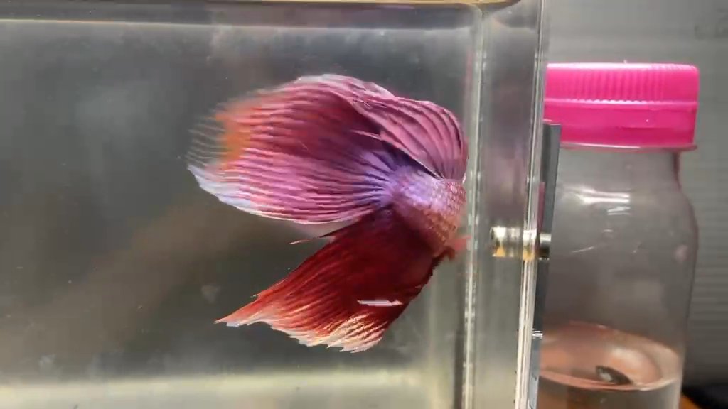RARE pink veiltail males