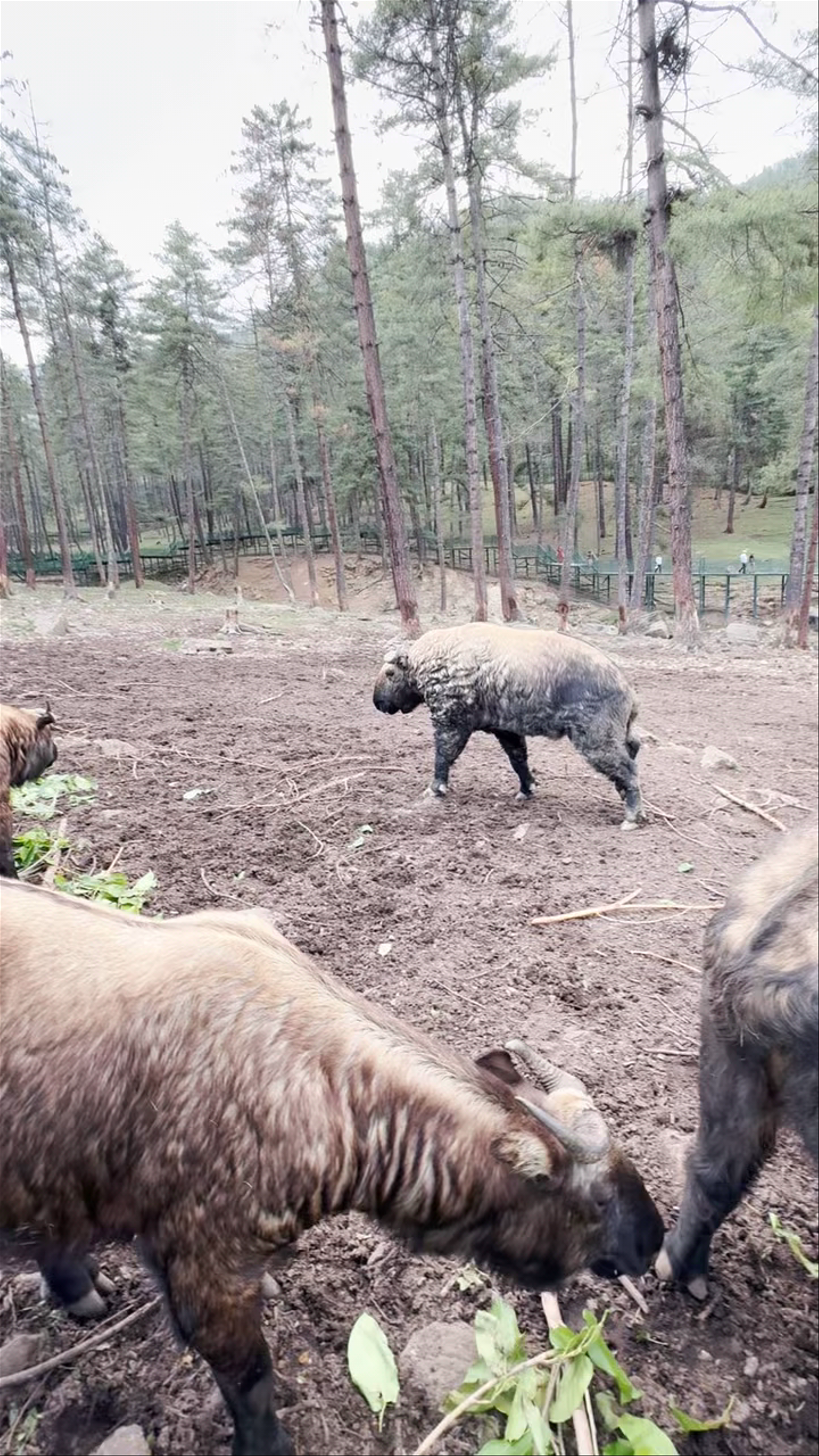 Royal Takin Preserve Motithang