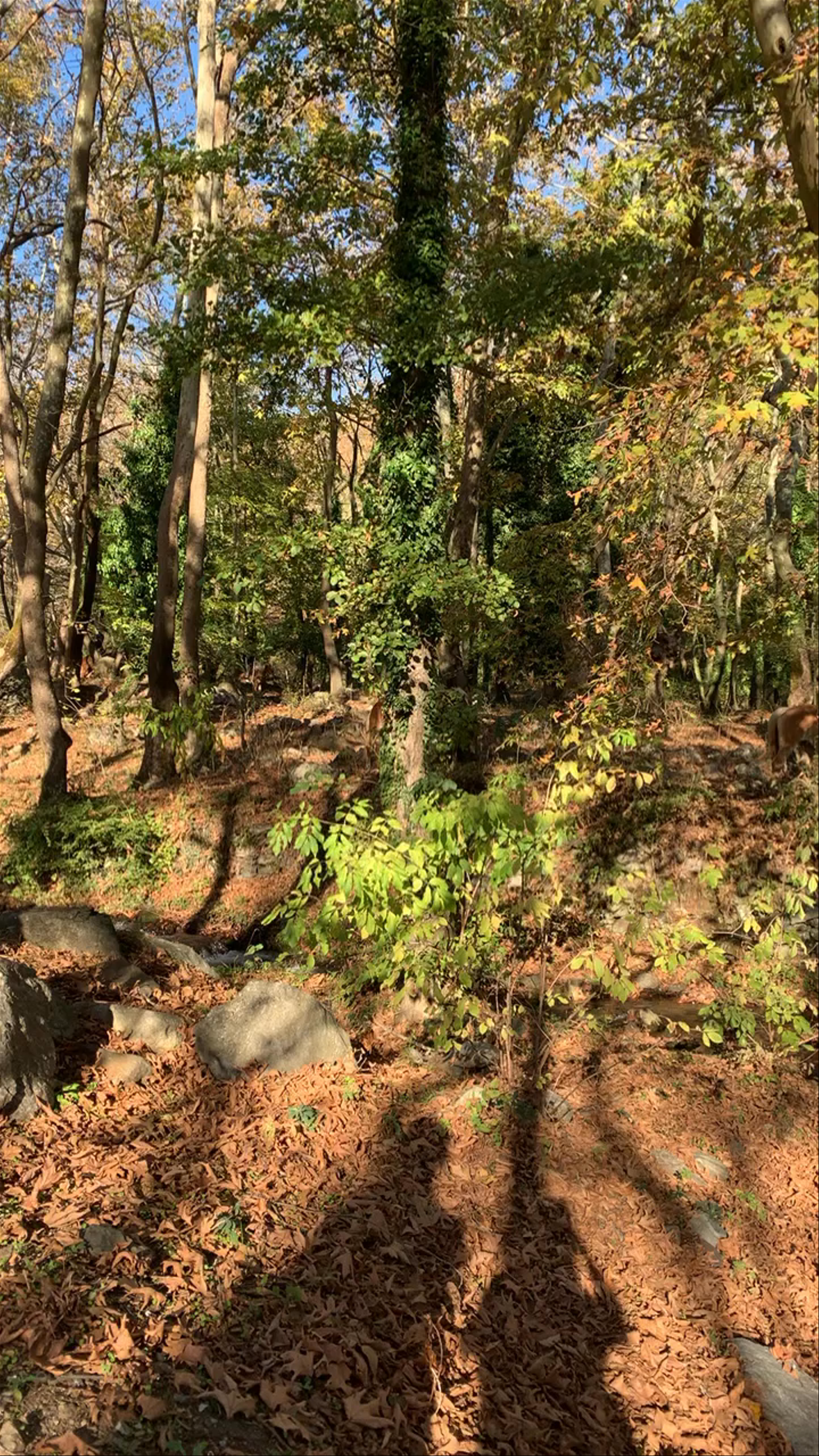 Νίκος Βαρκάς - Περιήγηση με άλογα