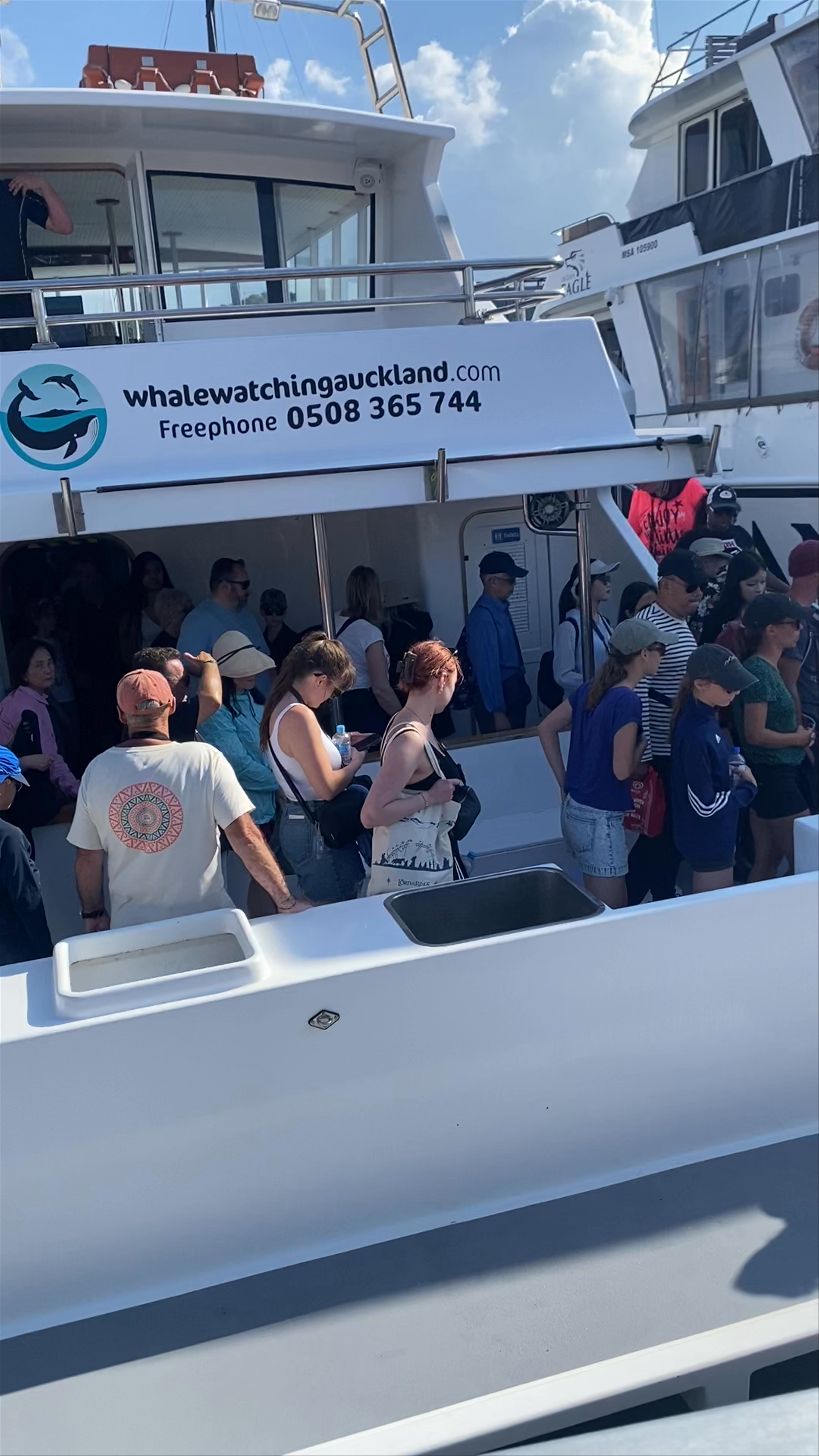 Auckland Whale & Dolphin Safari
