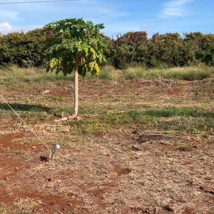 Papaya Land - Overview - Farmers Market Near Me - Kekaha, Hawaii
