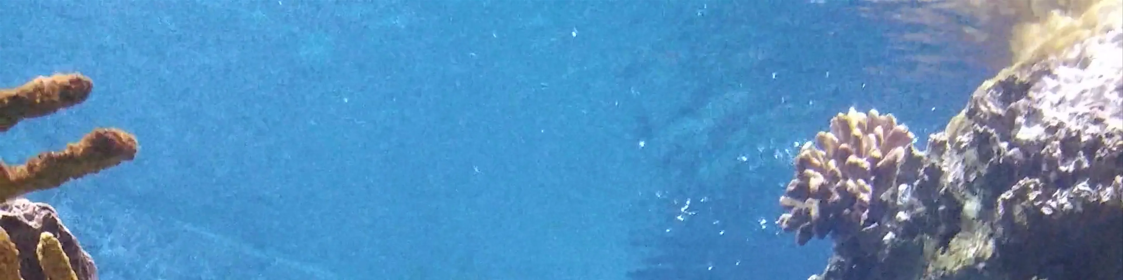 L’Aquarium