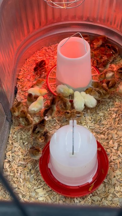 Tractor Supply - Chick time!! - Farming Equipment Near Me - Kent, Washington