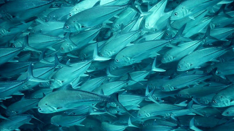 School of bigeye Trevally in Baja, Mexico poster