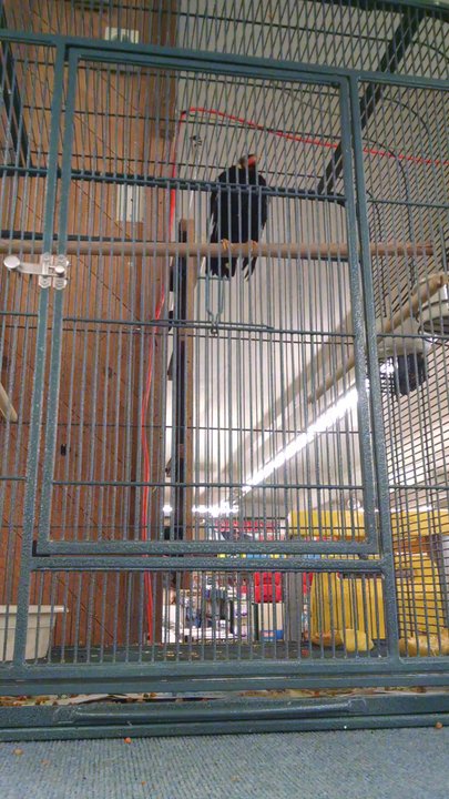 Black Bird - Billy :) - Hardware Stores Near Me - Medford, Oregon