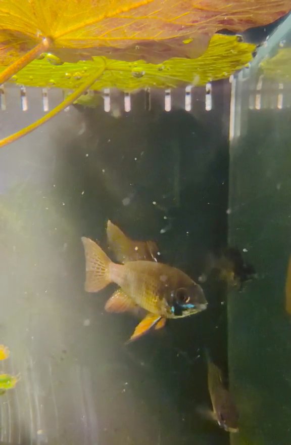 Approx 4-5cm