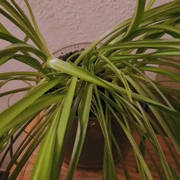 Preview image for video