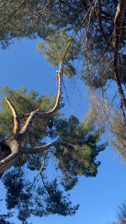 Estates Tree Service - If you need any tree service work done big or small give them a call you'll be glad you did - Tree Services Near Me - Ramona, California