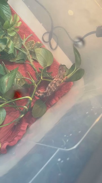 Exotic Pet Vets - Panther Chameleon - Veterinarians Near Me - Denver, Colorado