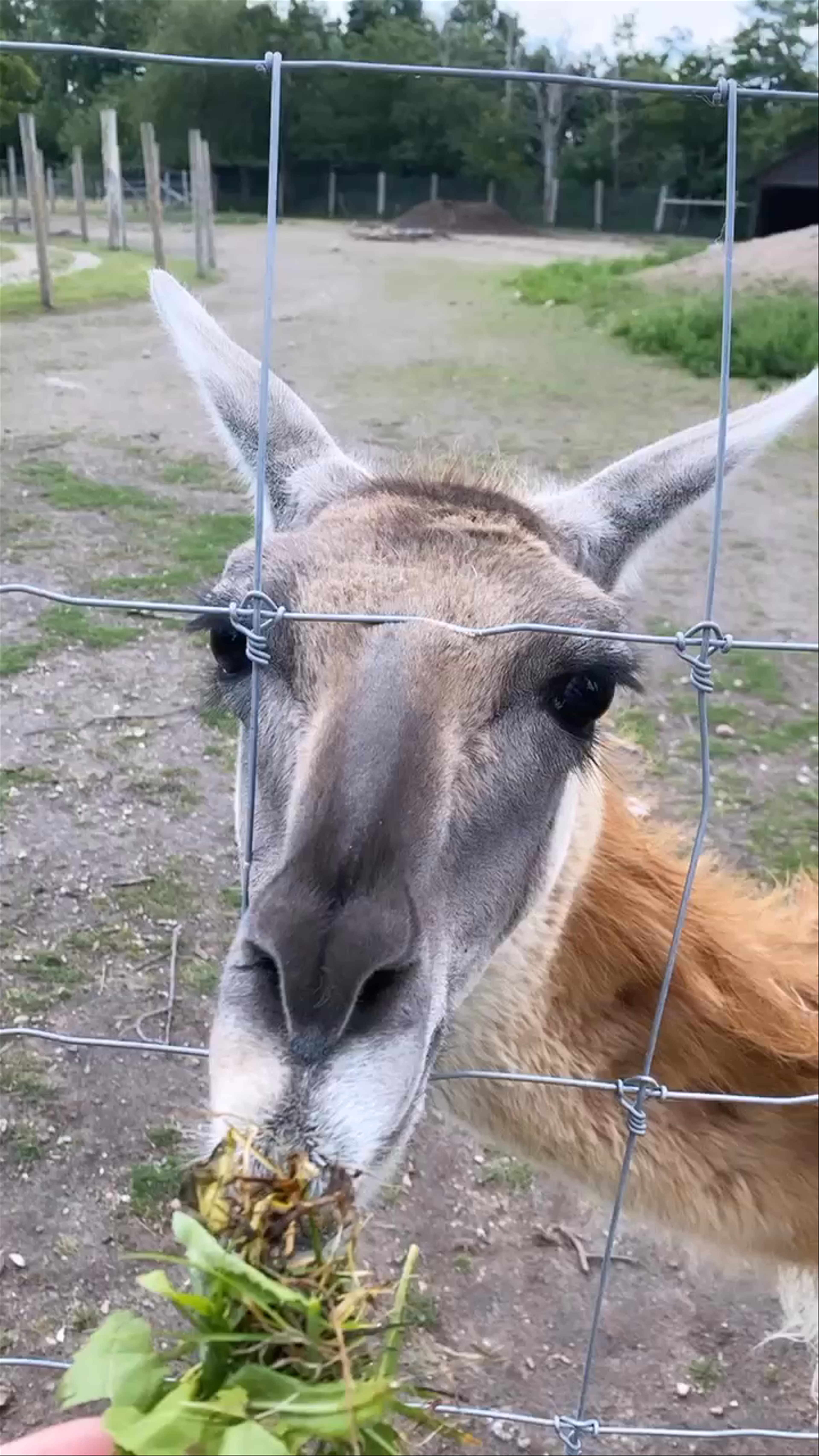 Close Encounter with a Llama at Copenhagen Zoo