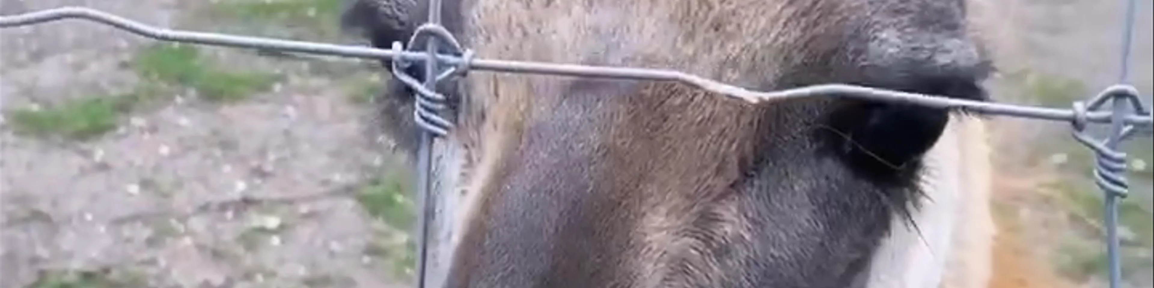 Copenhagen Zoo